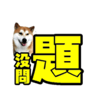 Shibainu's talk（個別スタンプ：10）