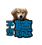 Shibainu's talk（個別スタンプ：13）