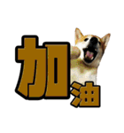Shibainu's talk（個別スタンプ：14）