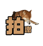 Shibainu's talk（個別スタンプ：15）
