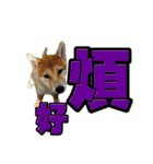 Shibainu's talk（個別スタンプ：16）