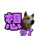 Shibainu's talk（個別スタンプ：17）