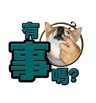 Shibainu's talk（個別スタンプ：18）
