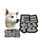 Shibainu's talk（個別スタンプ：19）