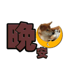 Shibainu's talk（個別スタンプ：20）