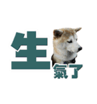 Shibainu's talk（個別スタンプ：22）