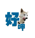 Shibainu's talk（個別スタンプ：24）