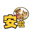 Shibainu's talk（個別スタンプ：26）