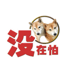 Shibainu's talk（個別スタンプ：29）