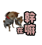 Shibainu's talk（個別スタンプ：30）