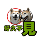 Shibainu's talk（個別スタンプ：32）