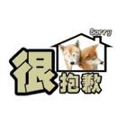 Shibainu's talk（個別スタンプ：33）