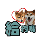 Shibainu's talk（個別スタンプ：34）