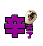 Shibainu's talk（個別スタンプ：35）