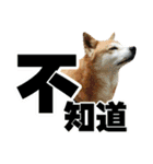 Shibainu's talk（個別スタンプ：38）