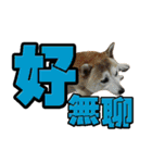 Shibainu's talk（個別スタンプ：39）