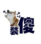 Shibainu's talk（個別スタンプ：40）