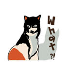 Nil black cat.（個別スタンプ：33）