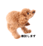 Dog's cute expressions（個別スタンプ：1）