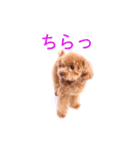 Dog's cute expressions（個別スタンプ：3）
