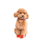 Dog's cute expressions（個別スタンプ：4）