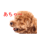Dog's cute expressions（個別スタンプ：6）