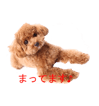Dog's cute expressions（個別スタンプ：8）
