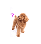 Dog's cute expressions（個別スタンプ：9）