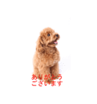 Dog's cute expressions（個別スタンプ：11）