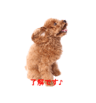 Dog's cute expressions（個別スタンプ：13）