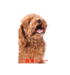Dog's cute expressions（個別スタンプ：14）