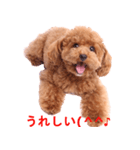 Dog's cute expressions（個別スタンプ：15）
