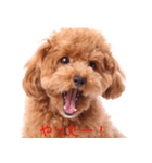 Dog's cute expressions（個別スタンプ：16）
