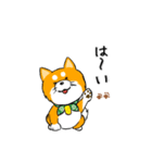 柴犬専科（個別スタンプ：4）