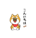 柴犬専科（個別スタンプ：13）
