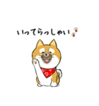 柴犬専科（個別スタンプ：14）