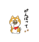 柴犬専科（個別スタンプ：15）