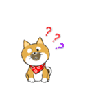 柴犬専科（個別スタンプ：17）