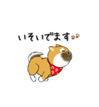 柴犬専科（個別スタンプ：19）