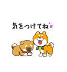 柴犬専科（個別スタンプ：37）