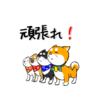 柴犬専科（個別スタンプ：40）