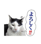 ぶち猫たーや君01（個別スタンプ：5）