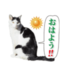 ぶち猫たーや君01（個別スタンプ：6）