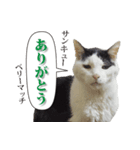 ぶち猫たーや君01（個別スタンプ：10）