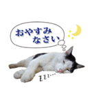 ぶち猫たーや君01（個別スタンプ：11）