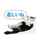 ぶち猫たーや君01（個別スタンプ：15）