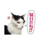 ぶち猫たーや君01（個別スタンプ：18）