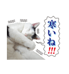 ぶち猫たーや君01（個別スタンプ：19）