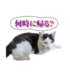 ぶち猫たーや君01（個別スタンプ：23）