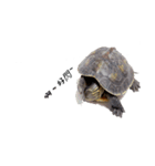 Little Little Turtle（個別スタンプ：13）